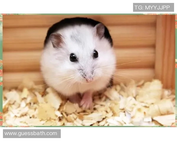 街舞新手必看：如何在团队中有效协作与提升舞技的全面指南